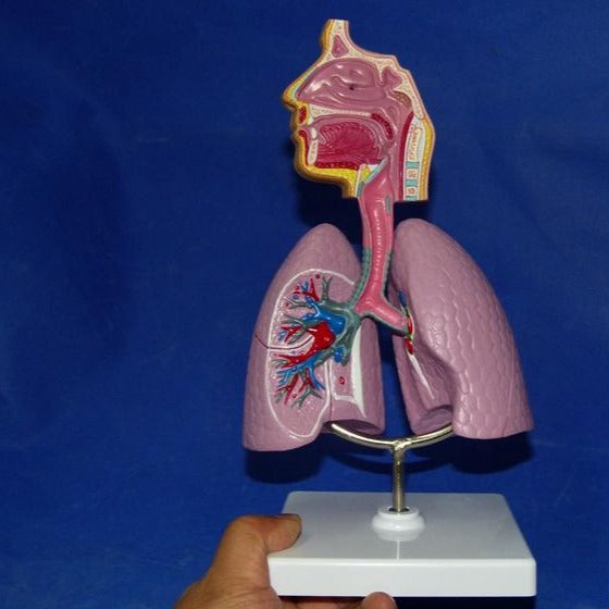 Modelo anatomico Sistema Respiratorio pulmon | Coyitosmx