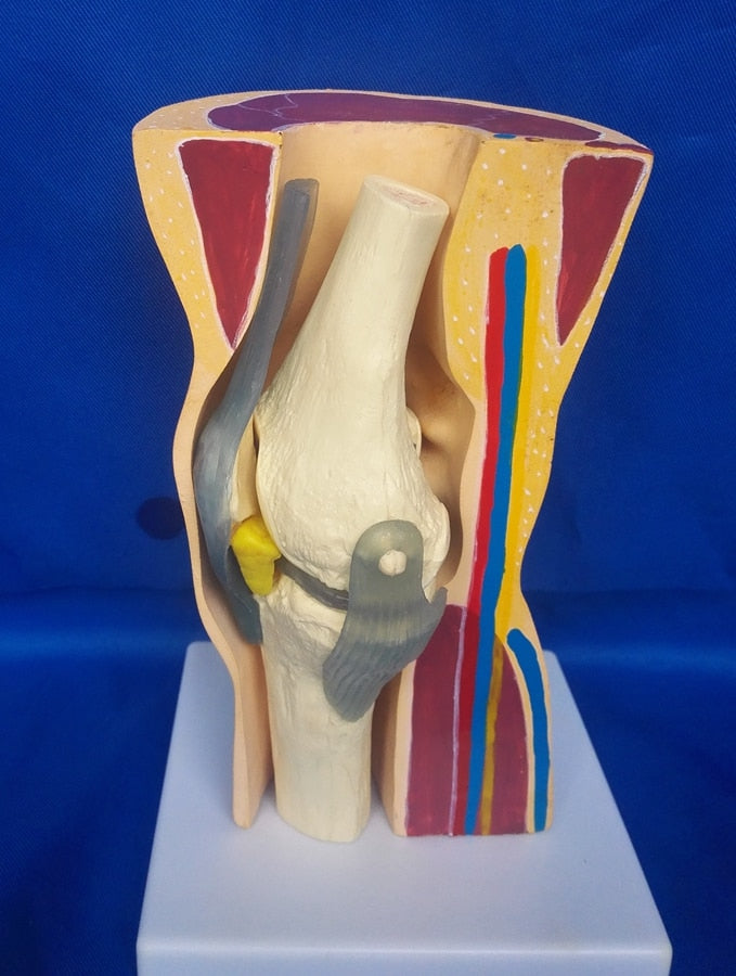 Modelo anatomico de rodilla | Coyitosmx