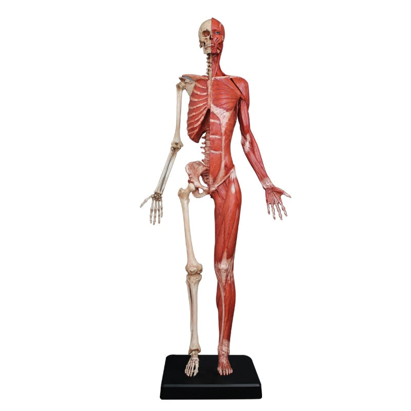 Modelo Anatomico Esqueleto muscular Femenino 60cm | Coyitosmx