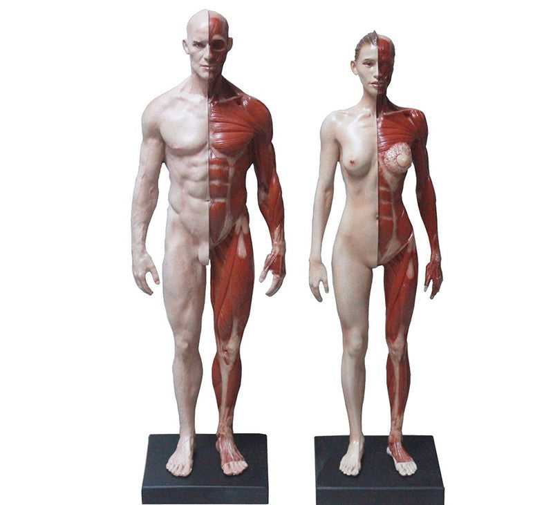 Modelo anatomico de cuerpo humano 30cm - muscular | Coyitosmx