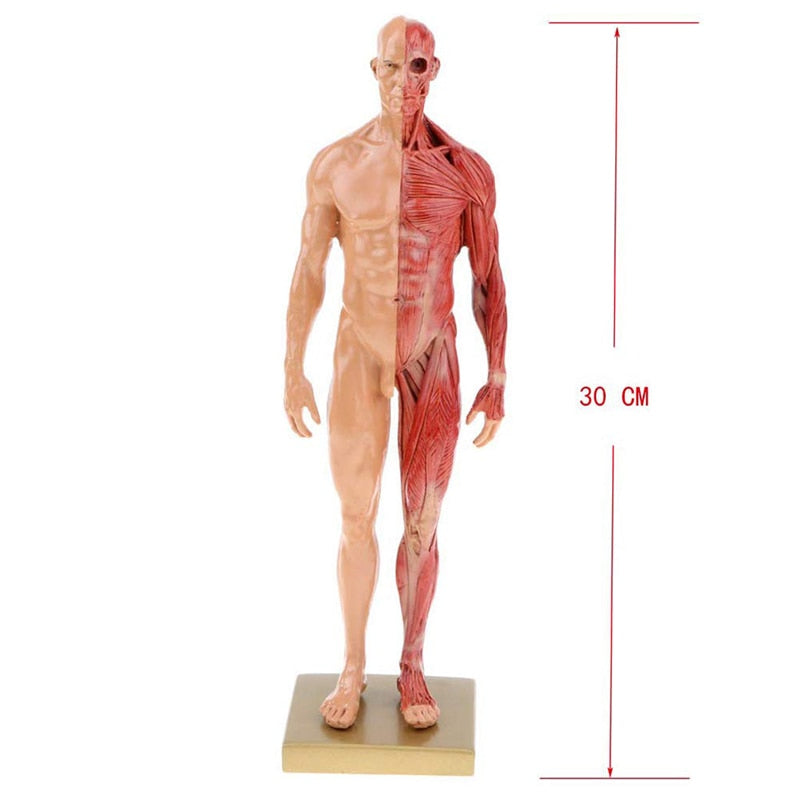 Modelo de anatomía humana estructura músculos esquelética 30 CMS | Coyitosmx