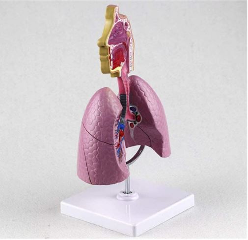 Modelo anatomico Sistema Respiratorio pulmon | Coyitosmx
