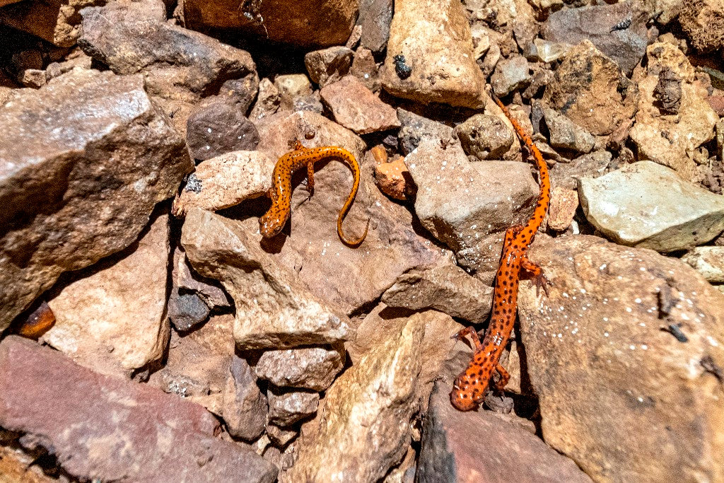 Cave Salamanders in Bluegrass Cavern