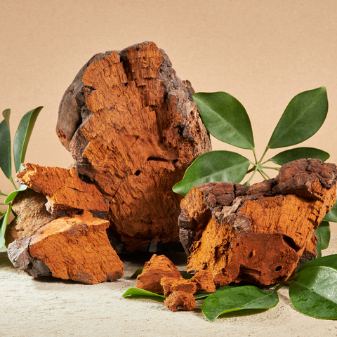 Chaga Mushroom