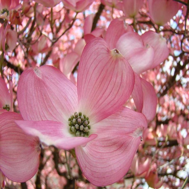 cherokee brave dogwood trees for sale