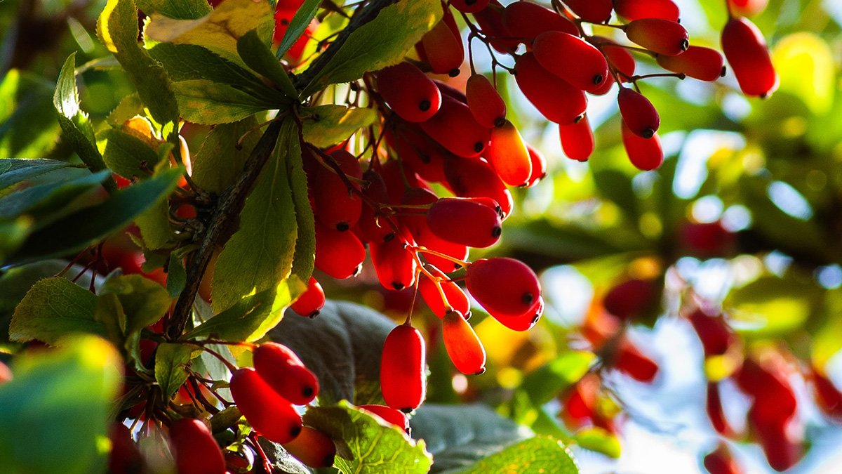 What Is The Difference Between Berberine And Berberine HCL