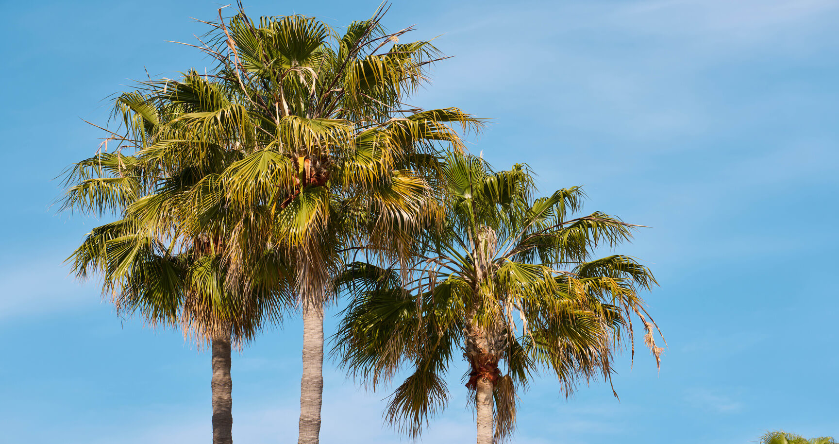 three palm trees with a blue sky background