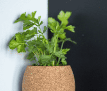 potted organic coriander