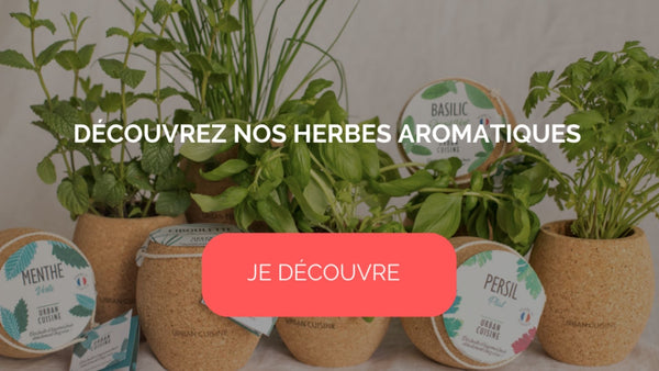 aromatic herbs pot