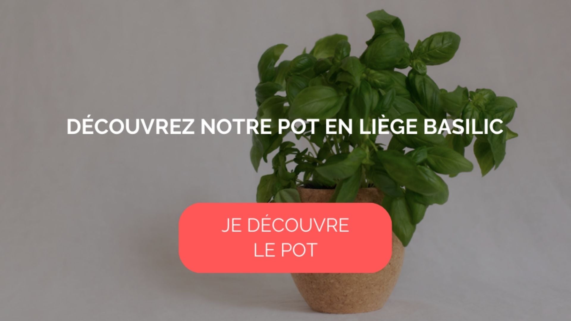 9 associations de plantes aromatiques à planter ensemble ! - Wepot