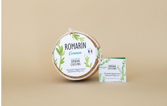 La Culture du Romarin en Pot : arrosage, taille, bouturage