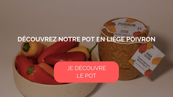 poivron mini en pot