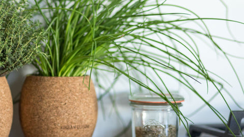 Potted organic chives