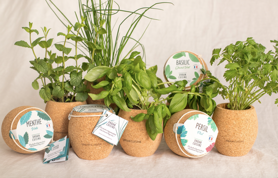 Quelles plantes aromatiques planter ensemble ?