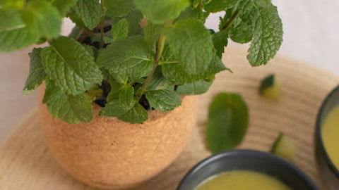 mint herb cooking