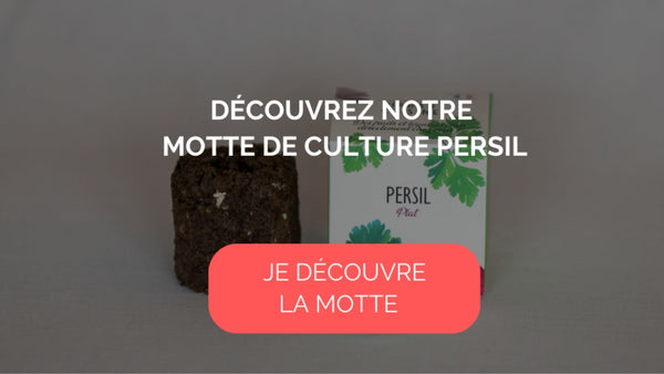 Persil : plantation, entretien - Côté Maison