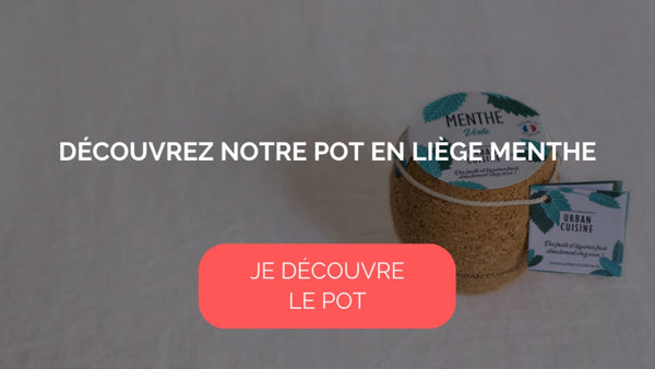 menthe bio en pot