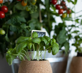 smart indoor vegetable garden advantages