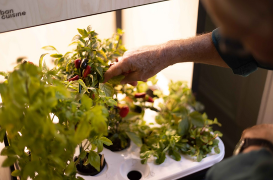 Potager Balcon Urban Cuisine