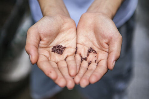 Selection of seeds