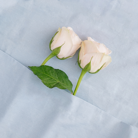 Zwei weiße Rosen im Bett  