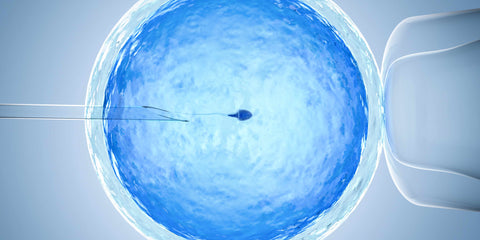 Befruchtung einer Eizelle durch IVF