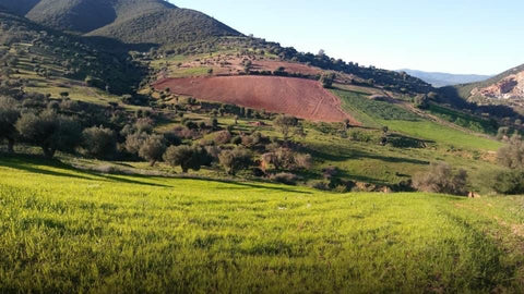 Landscape in Algeria