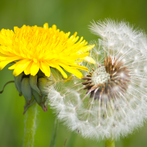 Bulk Herb Dandelion