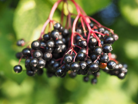 Elderberry Image
