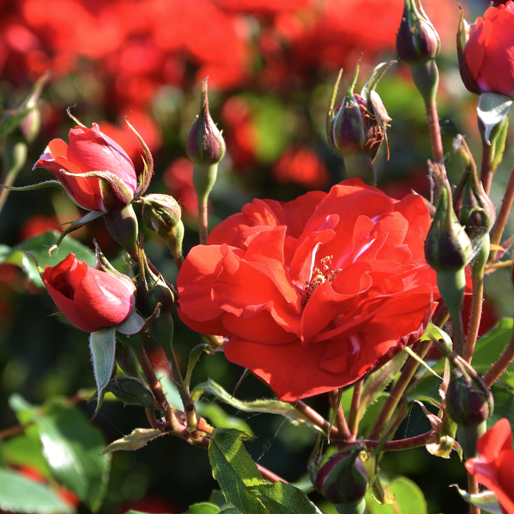 Pink Rose Petals – Nature's Finest Nutrition
