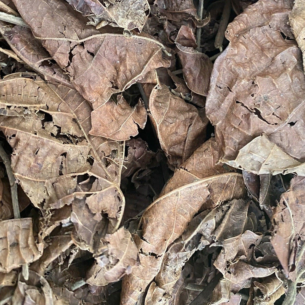 BI MUSSO - #LA SANTÉ DANS NOS ASSIETTES LES BIENFAITS DU NEP-NEP ENCORE  APPELÉ LA GRAINE D'ACACIA NILOTICA. Le nep-nep est utilisés depuis des  générations par nos grands-mères. Cet arbre est originaire