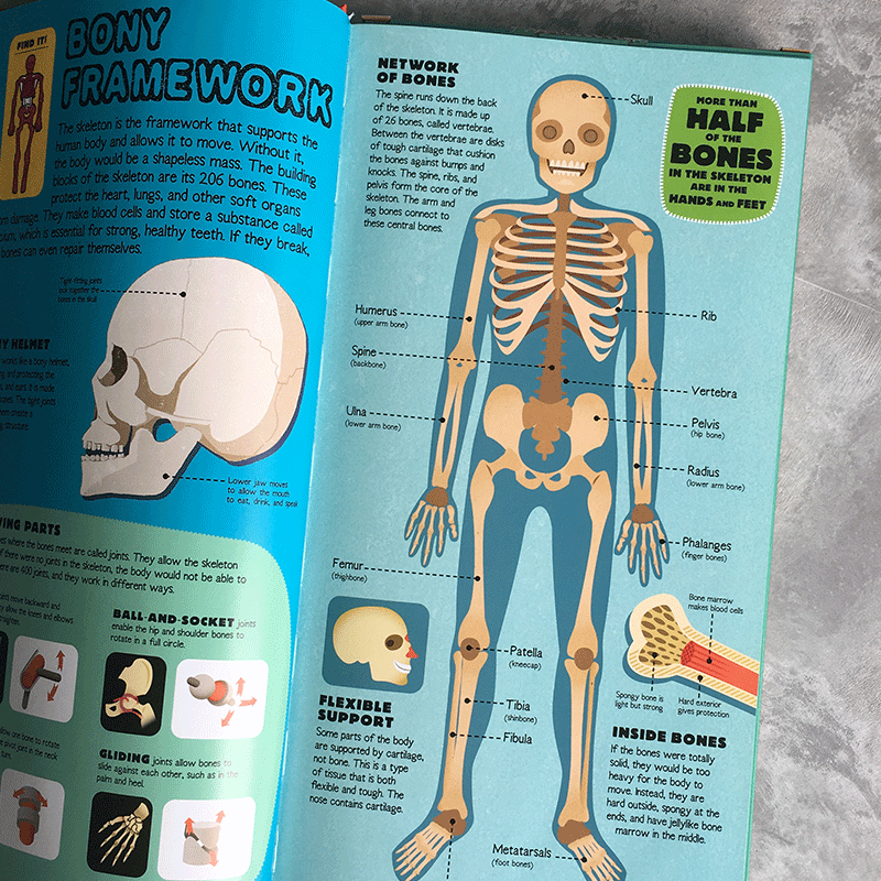 human body cells for kids