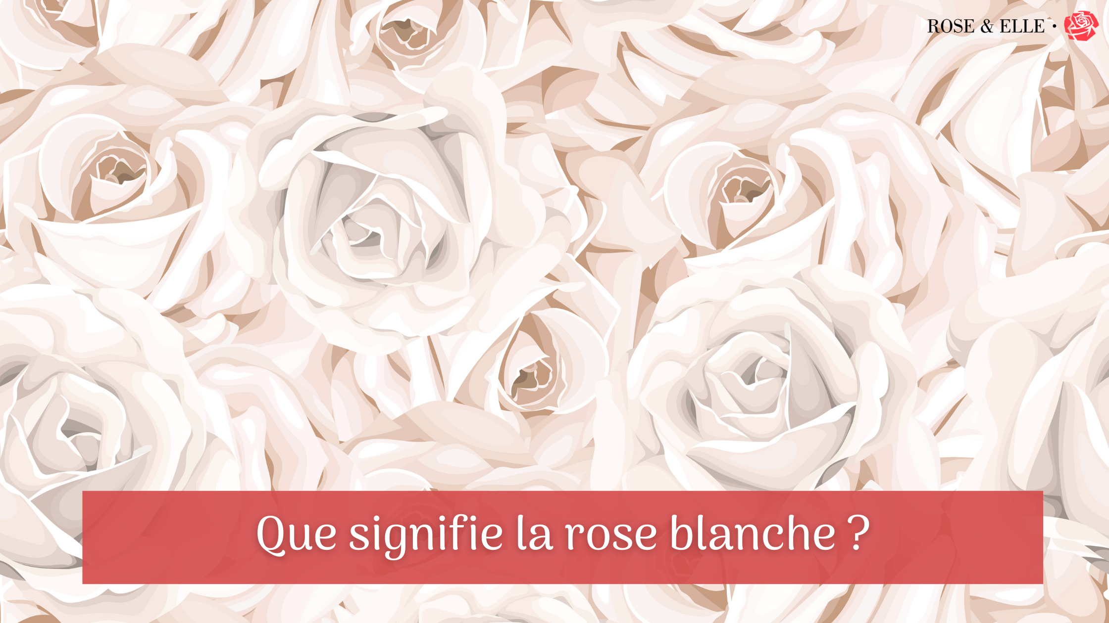 Que signifie la rose blanche ? | Rose & Elle