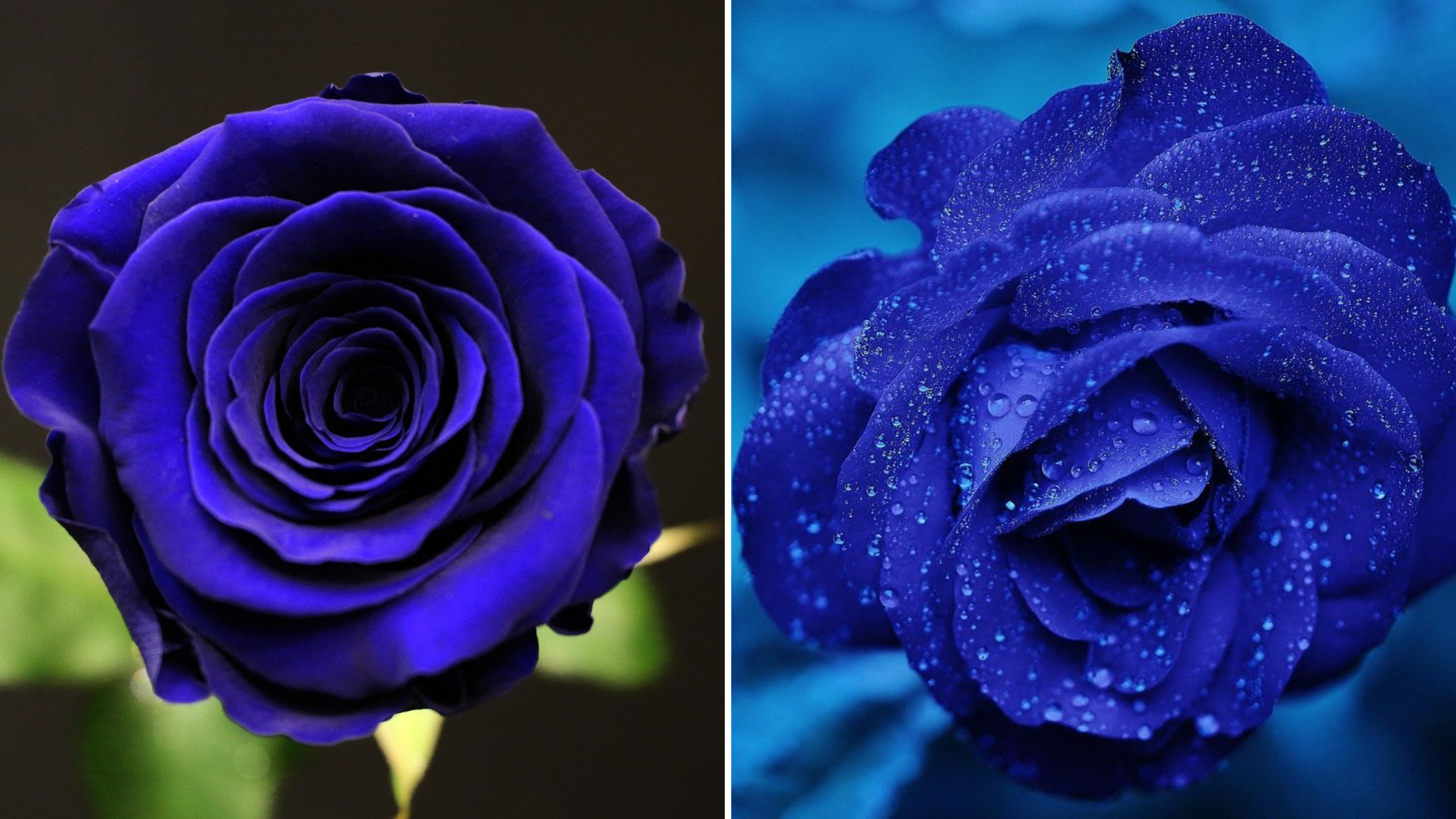 Que signifie la rose bleu ? | Rose & Elle