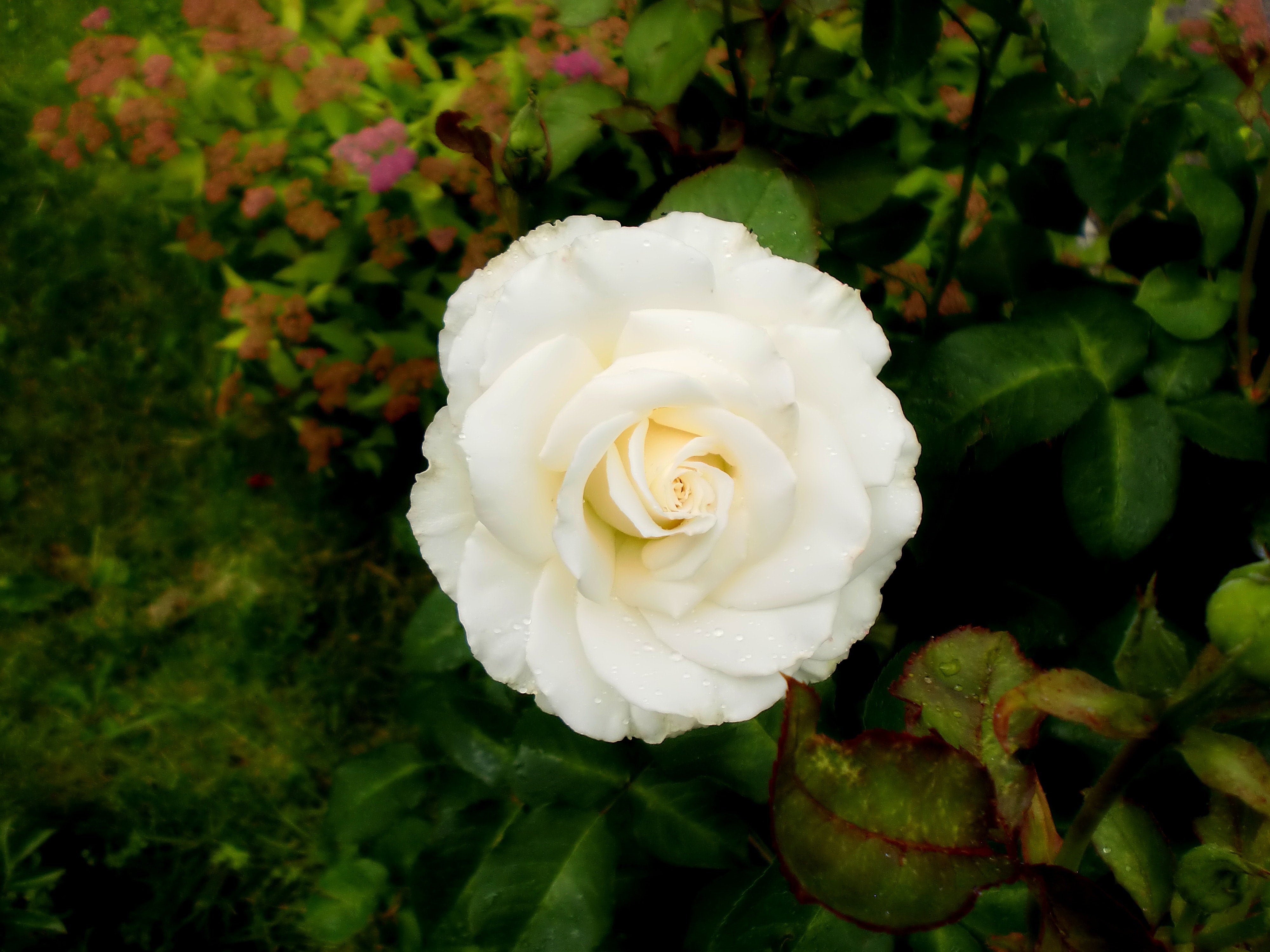 Que signifie la rose blanche ? | Rose & Elle