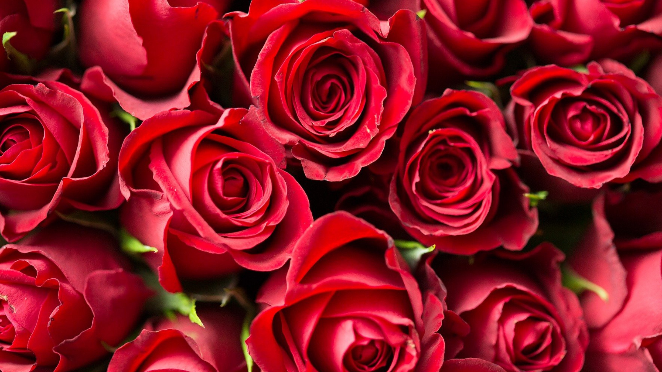 Quelle est la signification de la rose rouge ? | Rose & Elle