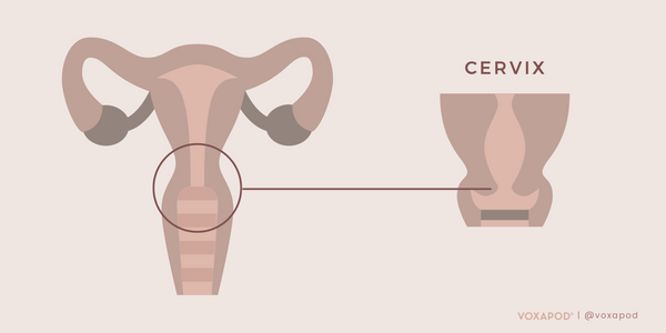 What is a cervix, how to find my cervix, cervix diagram image infographic, cervix height cervical