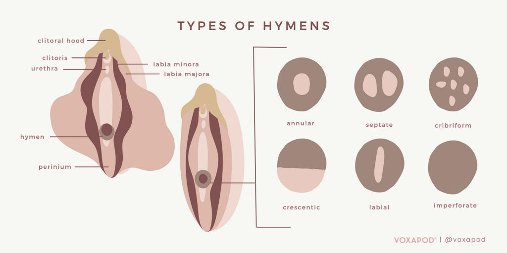 Different types of hymen, guide to the hymen, hymen diagram, vagina diagram, vulva diagram