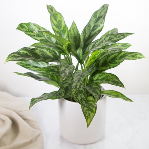 Shop Chinese Evergreen Online