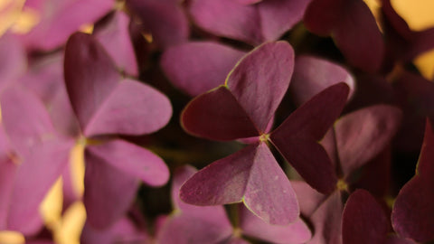 close up of a purple oxalis - ed’s plant shop