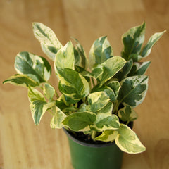 Shop Rare Pothos Online