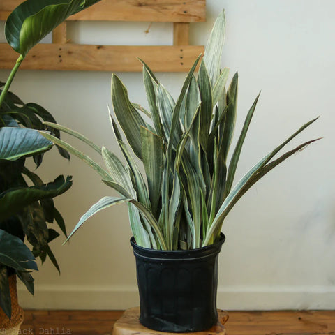 Ed's Plant Shop - Sansevieria Metallica