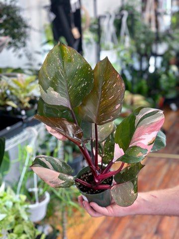 Pink Princess Philodendron