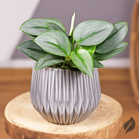 scindapsus plant for sale online