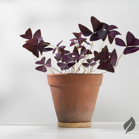 Oxalis Plant For Desk