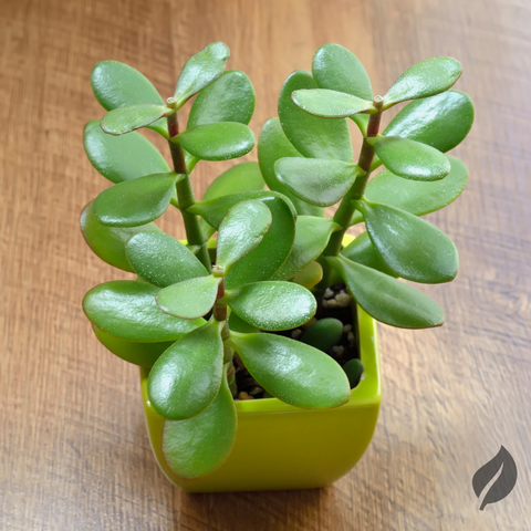 Jade Plant On Desk