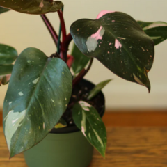 Shop Pink Princess Philodendron Online