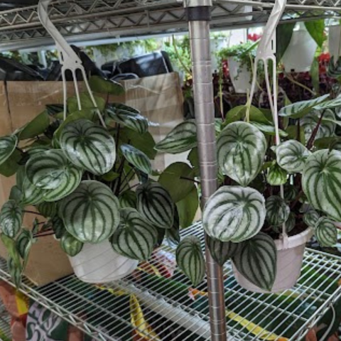 Shop Houseplants Online