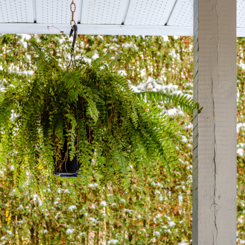 Hanging Basket Fern