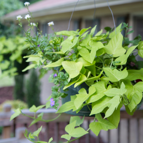 Sweet Potato Vine Hanging Basket